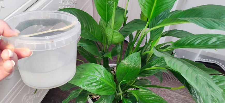 “Вау-ефект”, якого я точно не очікувала: 1 склянка крупи – і спатифілум розрісся на пів кімнати “Вау-ефект”, якого я точно не очікувала: 1 склянка крупи – і спатифілум розрісся на пів кімнати