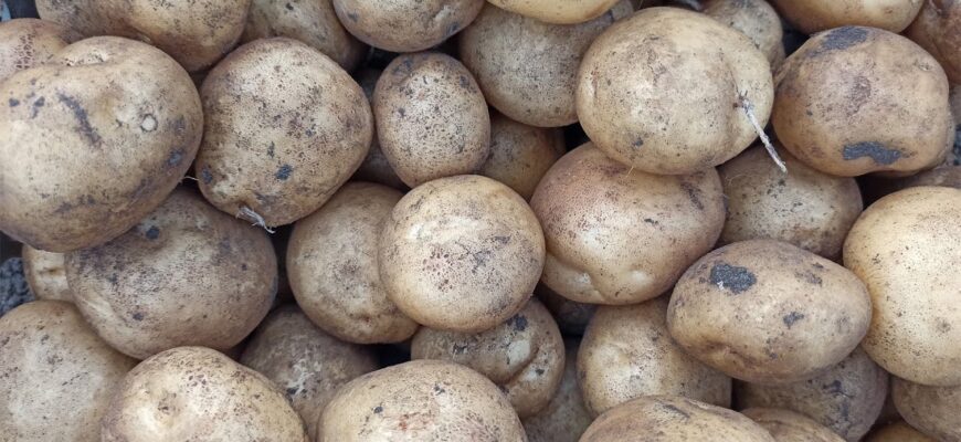 Картопля “як у ресторані” виходить лише з 1 сорту: агрономи з досвідом назвали коли його саджати Картопля “як у ресторані” виходить лише з 1 сорту: агрономи з досвідом назвали коли його саджати