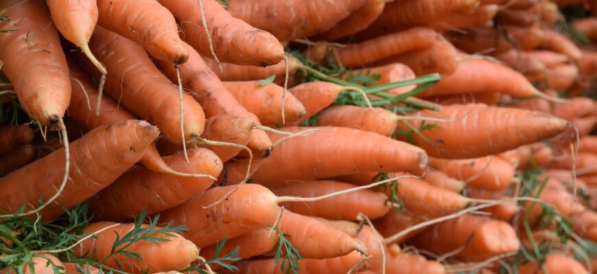 Сусід-агроном сміявся, поки не побачив урожай: так висіваю моркву – сходи рівні, як під лінійку Сусід-агроном сміявся, поки не побачив урожай: так висіваю моркву – сходи рівні, як під лінійку