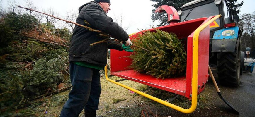 Ялинку на смітник ніколи не відправляю: використовую 3 хитрі способи утилізації – корисні та екологічні Ялинку на смітник ніколи не відправляю: використовую 3 хитрі способи утилізації – корисні та екологічні