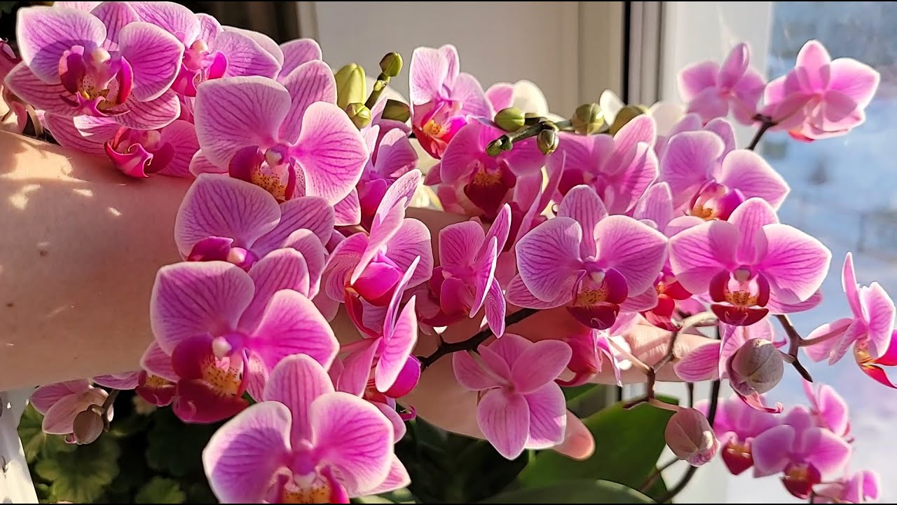 Квітникари розповіли, яким відваром можна поливати орхідеї для рясного цвітіння