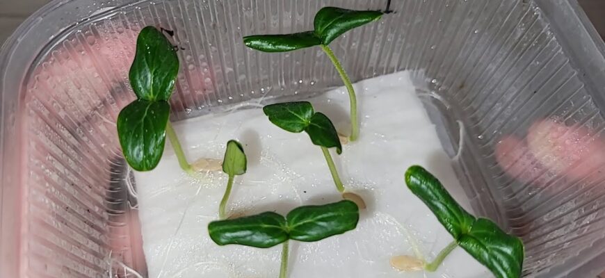 Висіваю огірки по-хитрому без ґрунту – урожай збираю на 30 днів раніше, ніж сусіди: сходи вже через 5 годин Висіваю огірки по-хитрому без ґрунту – урожай збираю на 30 днів раніше, ніж сусіди: сходи вже через 5 годин