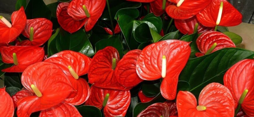 Перед весною антуріуму – обов’язково: це “сипуче біле золото” забезпечить цвітінням на всі 365 днів Перед весною антуріуму – обов’язково: це “сипуче біле золото” забезпечить цвітінням на всі 365 днів