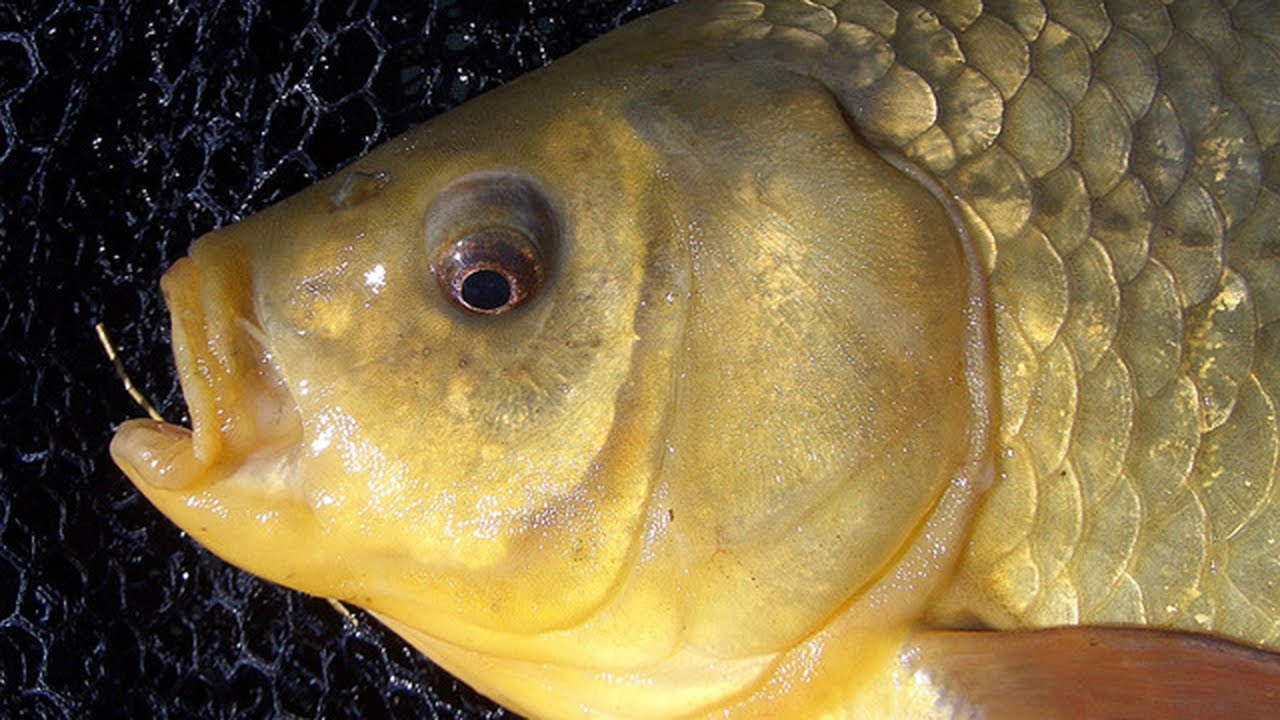 Господині розповіли, як легко та просто почистити рибу в домашніх умовах