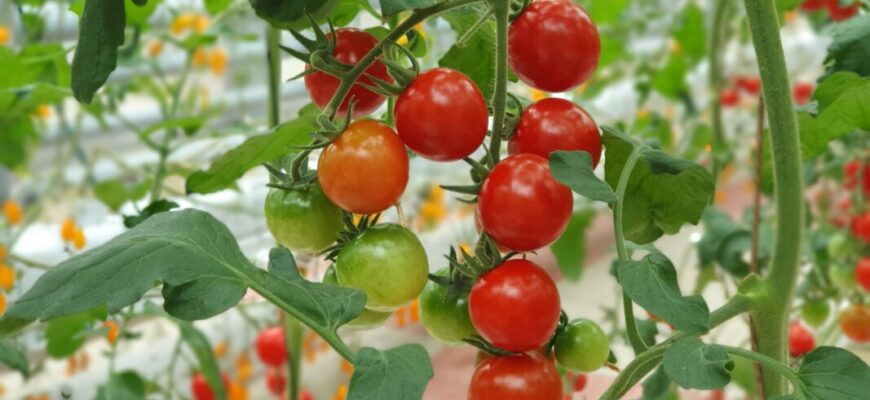 3-й рік висаджую цей томат і 3 роки маю гори урожаю: і на консервацію, і на салати, і на борщ 3-й рік висаджую цей томат і 3 роки маю гори урожаю: і на консервацію, і на салати, і на борщ