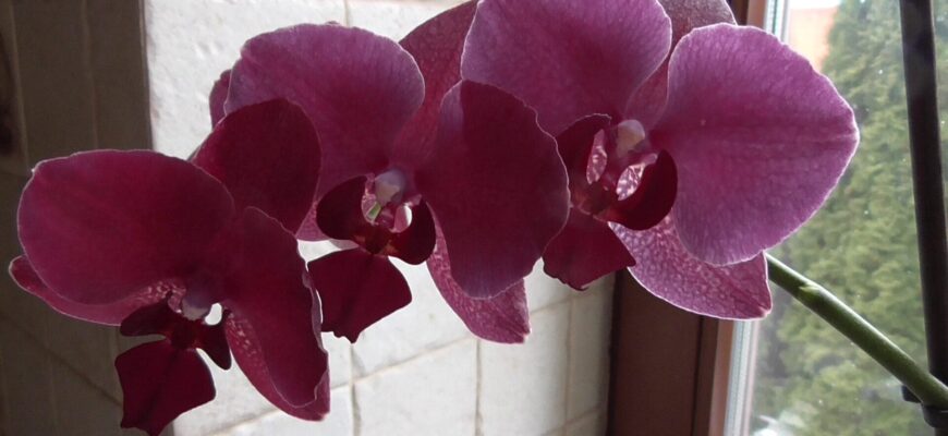 Спробувала 1 метод удобрення орхідеї: вона розпустилась і цвіте після паузи в 2 роки Спробувала 1 метод удобрення орхідеї: вона розпустилась і цвіте після паузи в 2 роки