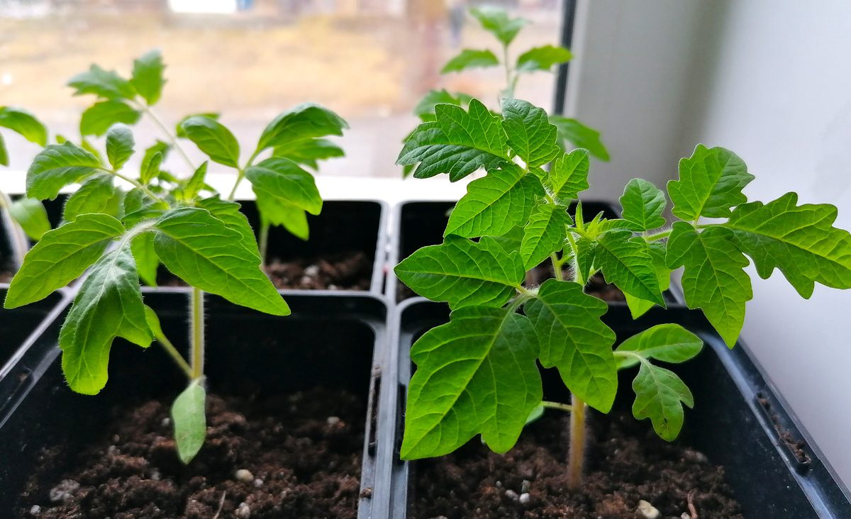 Городники розповіли, як зупинити витягування розсади за допомогою простого засобу