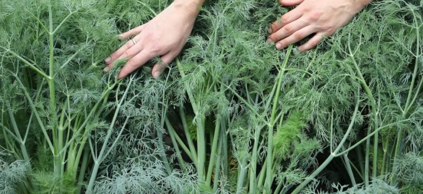 Вирощую кріп на підвіконні цілу зиму, бо роблю цей “фокус-покус”: через тиждень “ліс” зелені Вирощую кріп на підвіконні цілу зиму, бо роблю цей “фокус-покус”: через тиждень “ліс” зелені