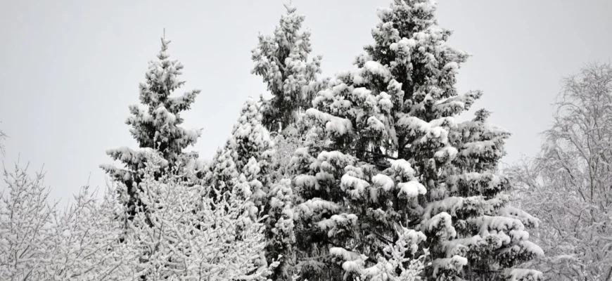 Коли в Україні потеплішає і чому зима цього року така холодна Коли в Україні потеплішає і чому зима цього року така холодна