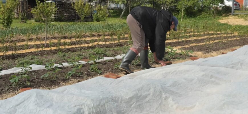 Батько в селі розповів, під які 3 культури треба сипати добриво перед посадкою, аби урожай був щедрим Батько в селі розповів, під які 3 культури треба сипати добриво перед посадкою, аби урожай був щедрим
