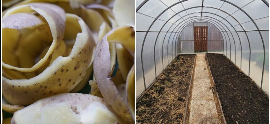 Хотіла викинути, а дід зупинив: 4 аргументи використовувати очистки від картоплі для тепличних культур Хотіла викинути, а дід зупинив: 4 аргументи використовувати очистки від картоплі для тепличних культур