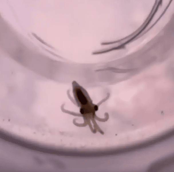 Усі нащадки Терренс зрештою померли після її смерті / © TikTok/Doctoktopus