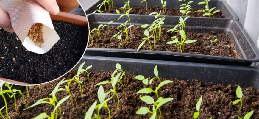 Місячний посівний календар на січень 2026 року. Щоб мати ранню розсаду вже весною Місячний посівний календар на січень 2026 року. Щоб мати ранню розсаду вже весною