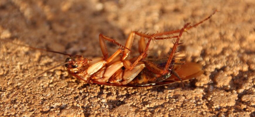 Навіть куми в селі так не роблять: ніколи не давіть тарганів – це може серйозно нашкодити вам і вашому дому Навіть куми в селі так не роблять: ніколи не давіть тарганів – це може серйозно нашкодити вам і вашому дому