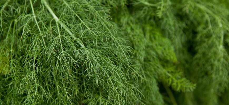 Кріп пересівала 5 разів – все одно жовтів: зробила 1 річ перед посівом – тепер зелені на всю зиму Кріп пересівала 5 разів – все одно жовтів: зробила 1 річ перед посівом – тепер зелені на всю зиму