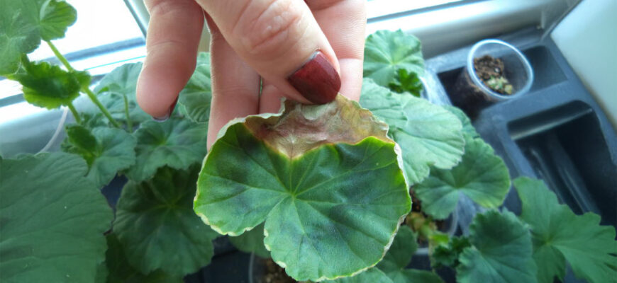 Чому жовтіє листя у герані та що робити, щоб не втратити улюблену квітку Чому жовтіє листя у герані та що робити, щоб не втратити улюблену квітку