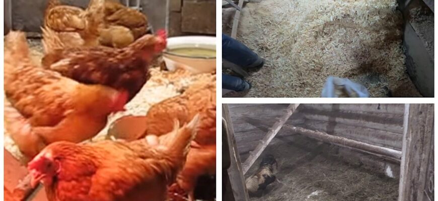 Яка найкраща підстилка для курника: пісок, солома або соснова стружка? Одне з найбільш спірних питань Яка найкраща підстилка для курника: пісок, солома або соснова стружка? Одне з найбільш спірних питань