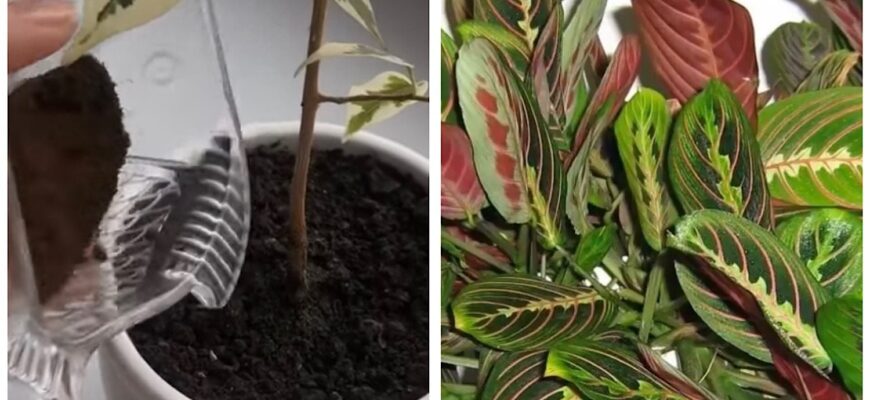 Кавову гущу не викидаю, а от що роблю: домашні квіти і цвітуть, і ростуть, як на дріжджах Кавову гущу не викидаю, а от що роблю: домашні квіти і цвітуть, і ростуть, як на дріжджах