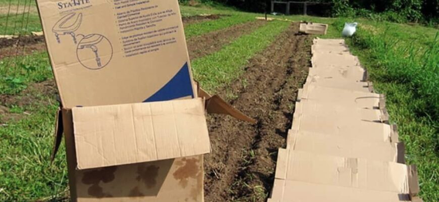 Старі коробки з-під взуття бережу як зіницю ока – використовую макулатуру на городі: 5 трюків для врожаїв Старі коробки з-під взуття бережу як зіницю ока – використовую макулатуру на городі: 5 трюків для врожаїв