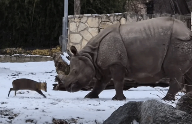 Кохання творить дива! Крихітний олень проти гігантської носорожиці: хто кого? Кохання творить дива! Крихітний олень проти гігантської носорожиці: хто кого?