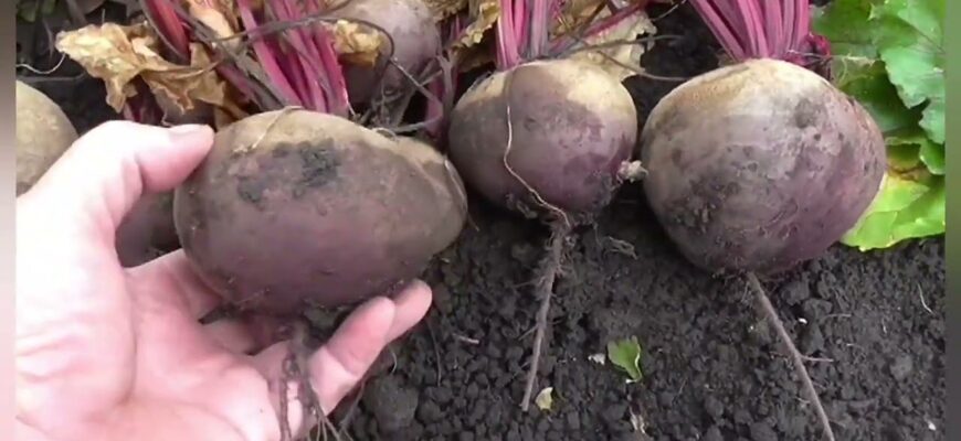 Буряк як з картинки – без кілець, темний та солодкий: найкращий із 1000 – сорт вирішує все Буряк як з картинки – без кілець, темний та солодкий: найкращий із 1000 – сорт вирішує все