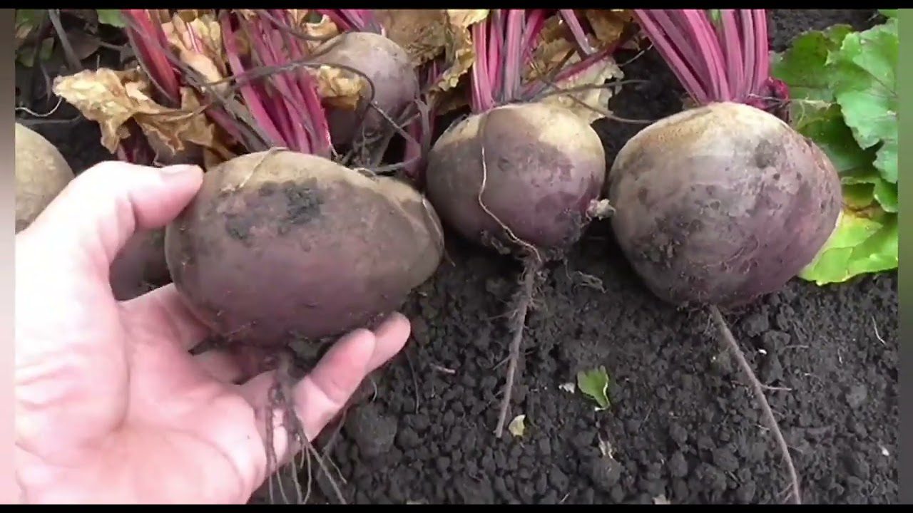 Великоплідні сорти буряка для посадки в 2026 році