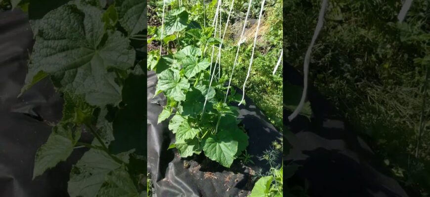 Огірок по лікоть: сорт огірків, який рясно родить у спеку +35 та в холод -20 Огірок по лікоть: сорт огірків, який рясно родить у спеку +35 та в холод -20