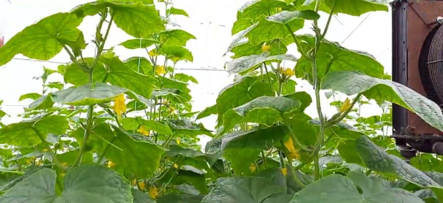 Серед 100 найкращих сортів огірків на 2026 рік обираю саме ЦІ унікальні гібриди: мій ТОП-4 Серед 100 найкращих сортів огірків на 2026 рік обираю саме ЦІ унікальні гібриди: мій ТОП-4