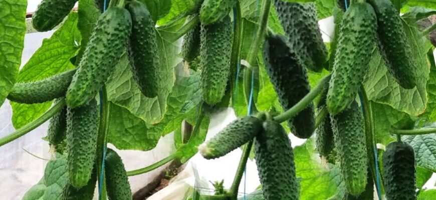 Висаджую тільки 1 голландський гібрид огірків — у теплиці дає до 30 кг на кв. м щороку Висаджую тільки 1 голландський гібрид огірків — у теплиці дає до 30 кг на кв. м щороку