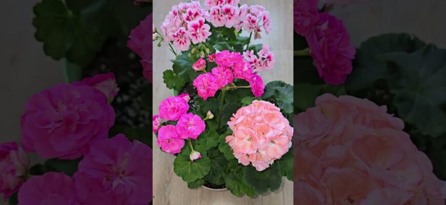 Пеларгонія зацвіте, як ніколи: 1 копійчане добриво – і калачики квітнуть увесь 2026 рік Пеларгонія зацвіте, як ніколи: 1 копійчане добриво – і калачики квітнуть увесь 2026 рік