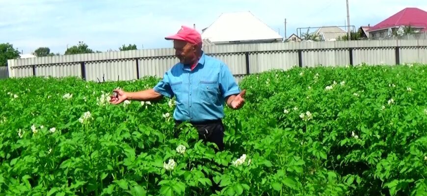 Картопляний завод, а не сорт: збираю урожай не ящиками, а причепами – стійкий і смачний Картопляний завод, а не сорт: збираю урожай не ящиками, а причепами – стійкий і смачний