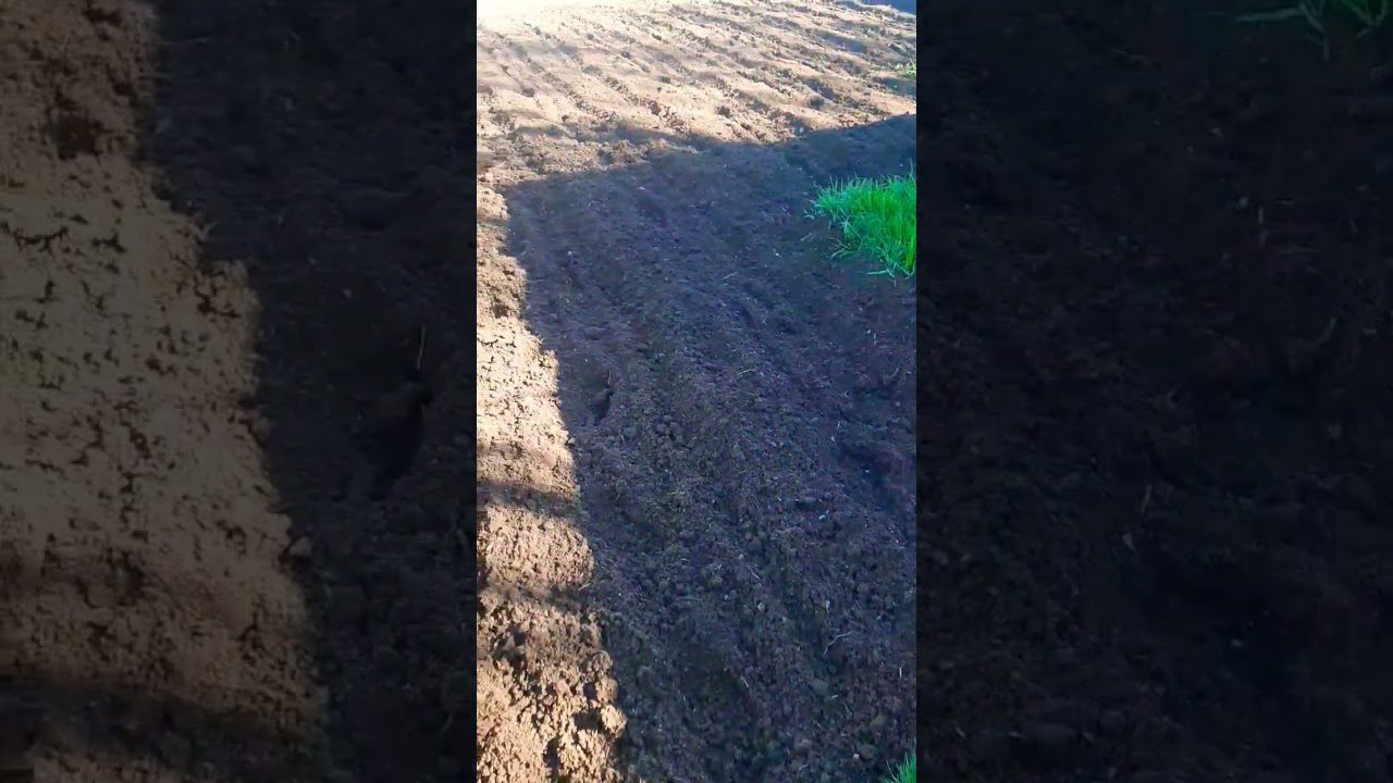 Агрономи назвали крупи, якими підживлюють город Агрономи назвали крупи, якими підживлюють город