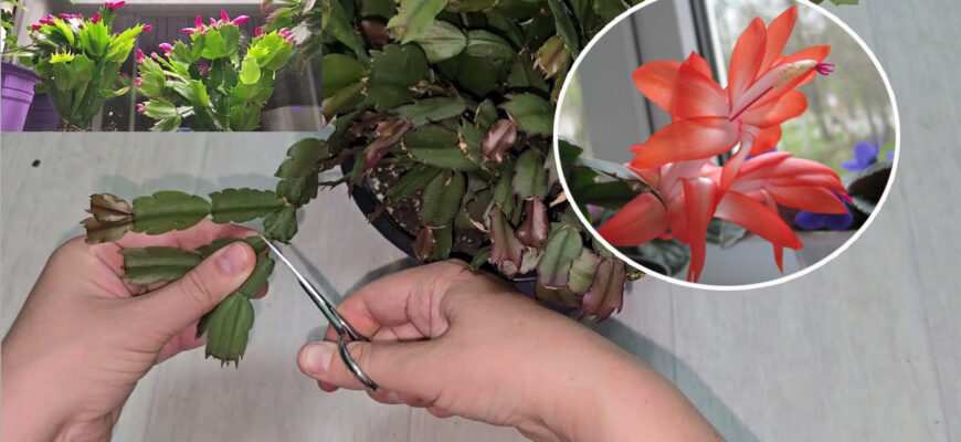 Головні помилки у догляді за різдвяником: чого краще не робити, щоб не втратити рослину Головні помилки у догляді за різдвяником: чого краще не робити, щоб не втратити рослину