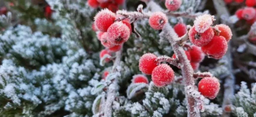 Мороз утримається весь тиждень: прогноз Укргідрометцентру Мороз утримається весь тиждень: прогноз Укргідрометцентру