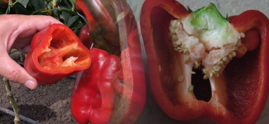 Висаджую на грядці тільки кращі сорти перцю у 2026 році: список з 3 врожайних і невибагливих Висаджую на грядці тільки кращі сорти перцю у 2026 році: список з 3 врожайних і невибагливих