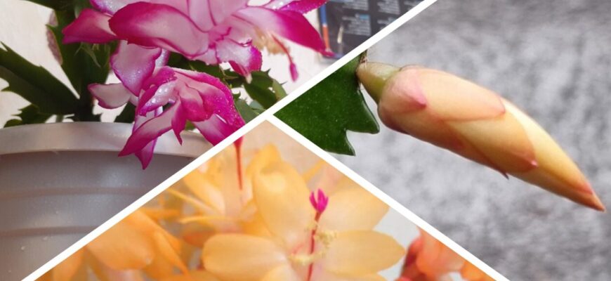 Знайшла 1 перевірений спосіб, як змусити декабрист цвісти: до лютого – це добриво з 2-х компонентів Знайшла 1 перевірений спосіб, як змусити декабрист цвісти: до лютого – це добриво з 2-х компонентів