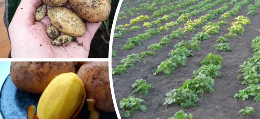 Якщо сира картопля добре хрустить при шкрябанні ножем, то вирощена без нітратів: а от що, якщо “мовчить” Якщо сира картопля добре хрустить при шкрябанні ножем, то вирощена без нітратів: а от що, якщо “мовчить”