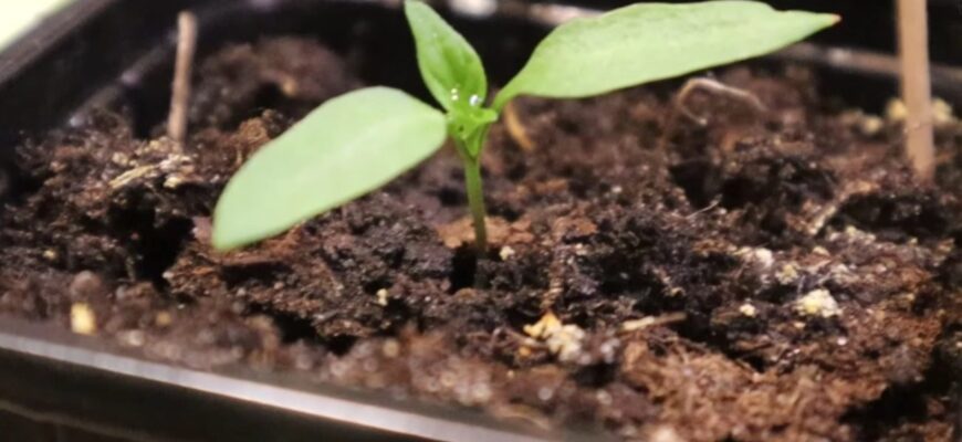 Перці щороку як на підбір: сію їх у січні – збираю розкішні урожаї аж по ящику з куща Перці щороку як на підбір: сію їх у січні – збираю розкішні урожаї аж по ящику з куща