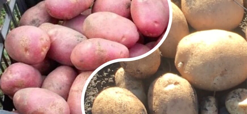 Саджу навесні, а копаю аж до осені: 2 сорти картоплі для “лінивої” господині – врожай можна збирати тацями Саджу навесні, а копаю аж до осені: 2 сорти картоплі для “лінивої” господині – врожай можна збирати тацями