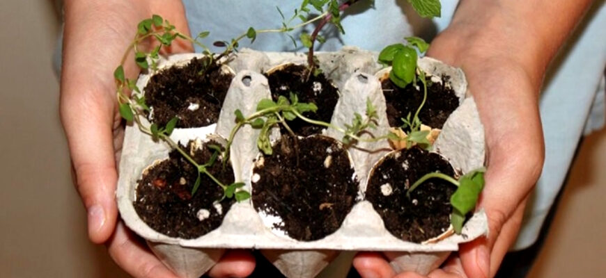 В магазин ходжу не за яйцями, а за лотками – радію ефекту всю зиму, і так роблять вже всі мої В магазин ходжу не за яйцями, а за лотками – радію ефекту всю зиму, і так роблять вже всі мої