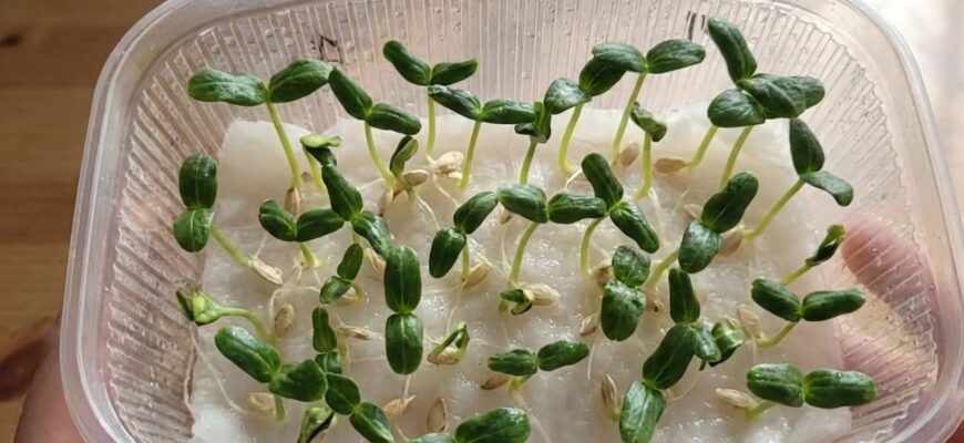 Вже третій рік поспіль висіваю огірки без ґрунту – врожай збираю на 1 місяць раніше, ніж сусіди Вже третій рік поспіль висіваю огірки без ґрунту – врожай збираю на 1 місяць раніше, ніж сусіди