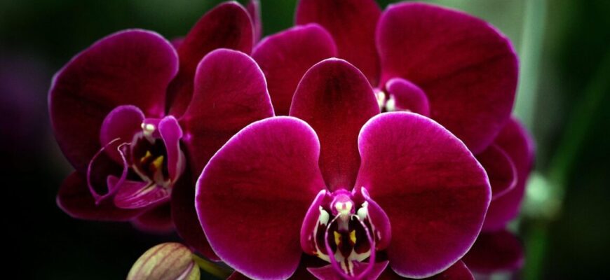 В який час краще обрізати голі пагони орхідеї: 1 дія і пишні квіти вас порадують на 100% В який час краще обрізати голі пагони орхідеї: 1 дія і пишні квіти вас порадують на 100%