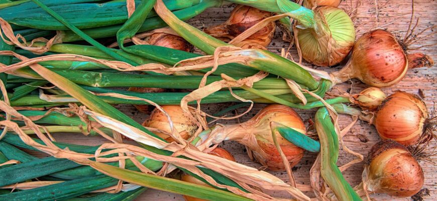 А ви знаєте, чому гниє цибуля при зберіганні? 3 основні причини + 1 метод, як зберігати цибулю А ви знаєте, чому гниє цибуля при зберіганні? 3 основні причини + 1 метод, як зберігати цибулю