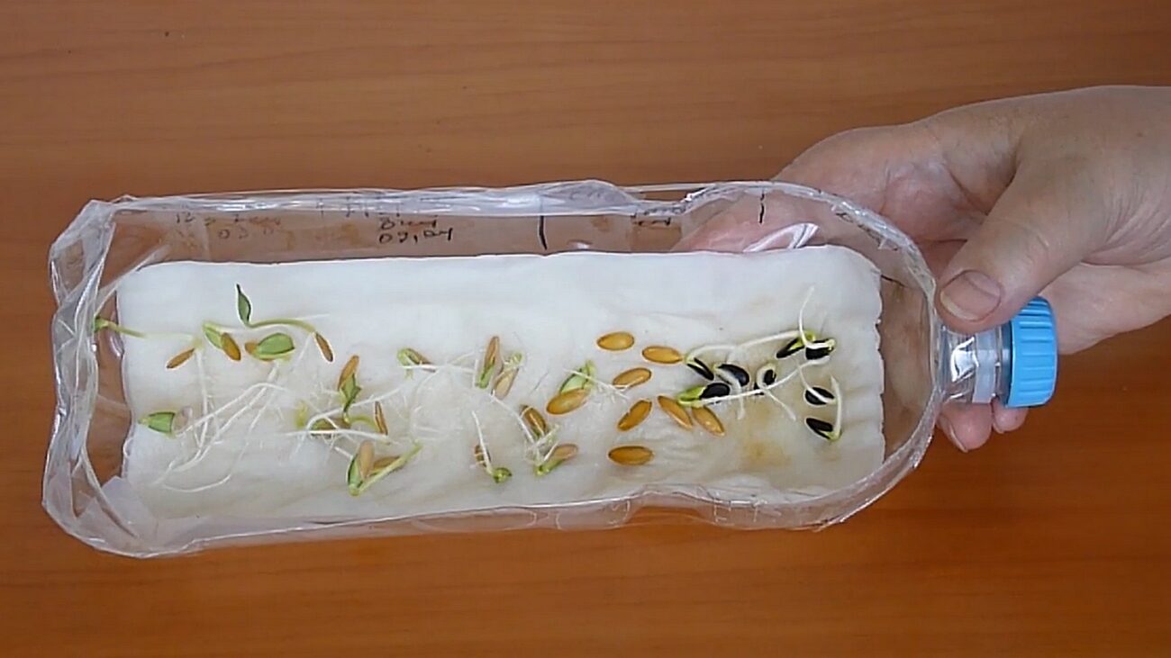 Городники розповіли, як отримати врожай огірків на місяць раніше Городники розповіли, як отримати врожай огірків на місяць раніше