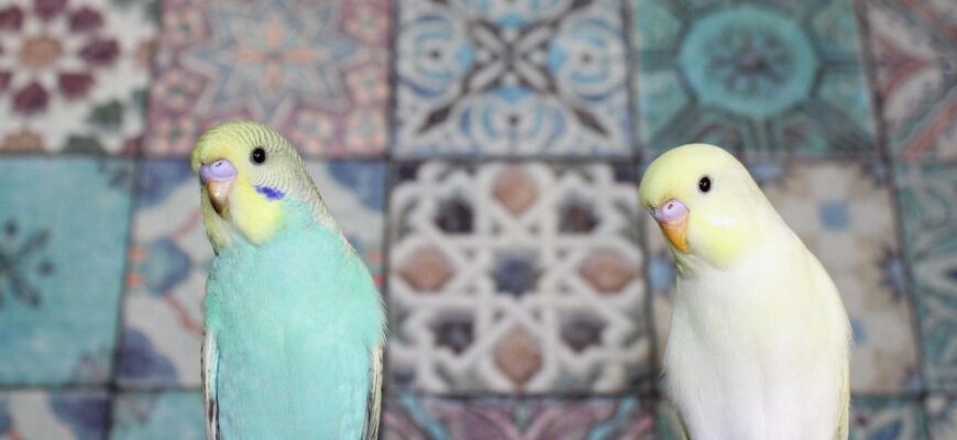 Як зігріти кішку, собаку і навіть папугу, коли немає світла: утеплюємо домашніх тварин Як зігріти кішку, собаку і навіть папугу, коли немає світла: утеплюємо домашніх тварин