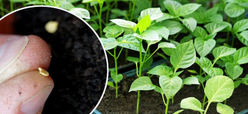 Оптимальні терміни для посіву перців на розсаду у 2026 році. Городникам на замітку Оптимальні терміни для посіву перців на розсаду у 2026 році. Городникам на замітку