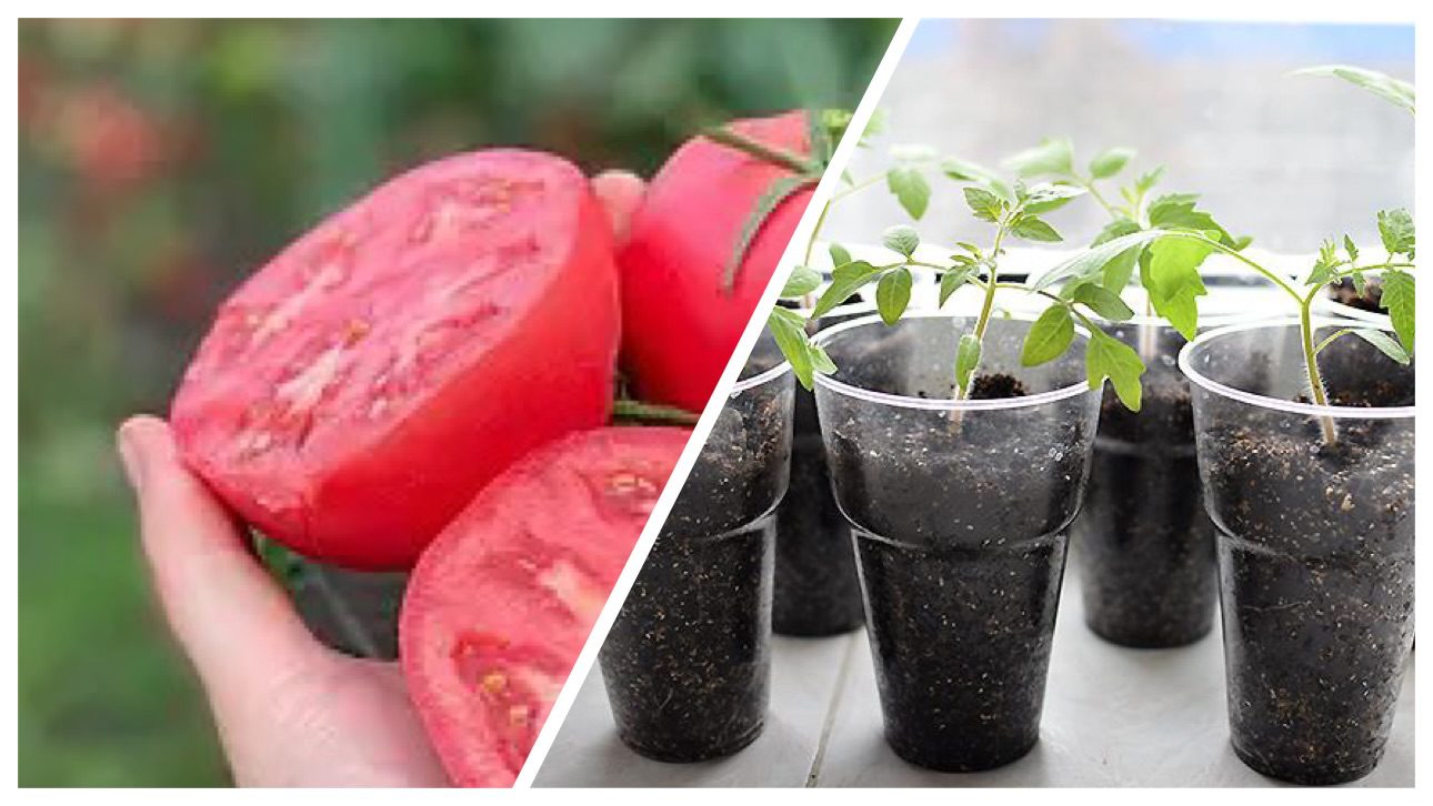 Городники назвали сорт томату, який дає багато врожаю за сезон