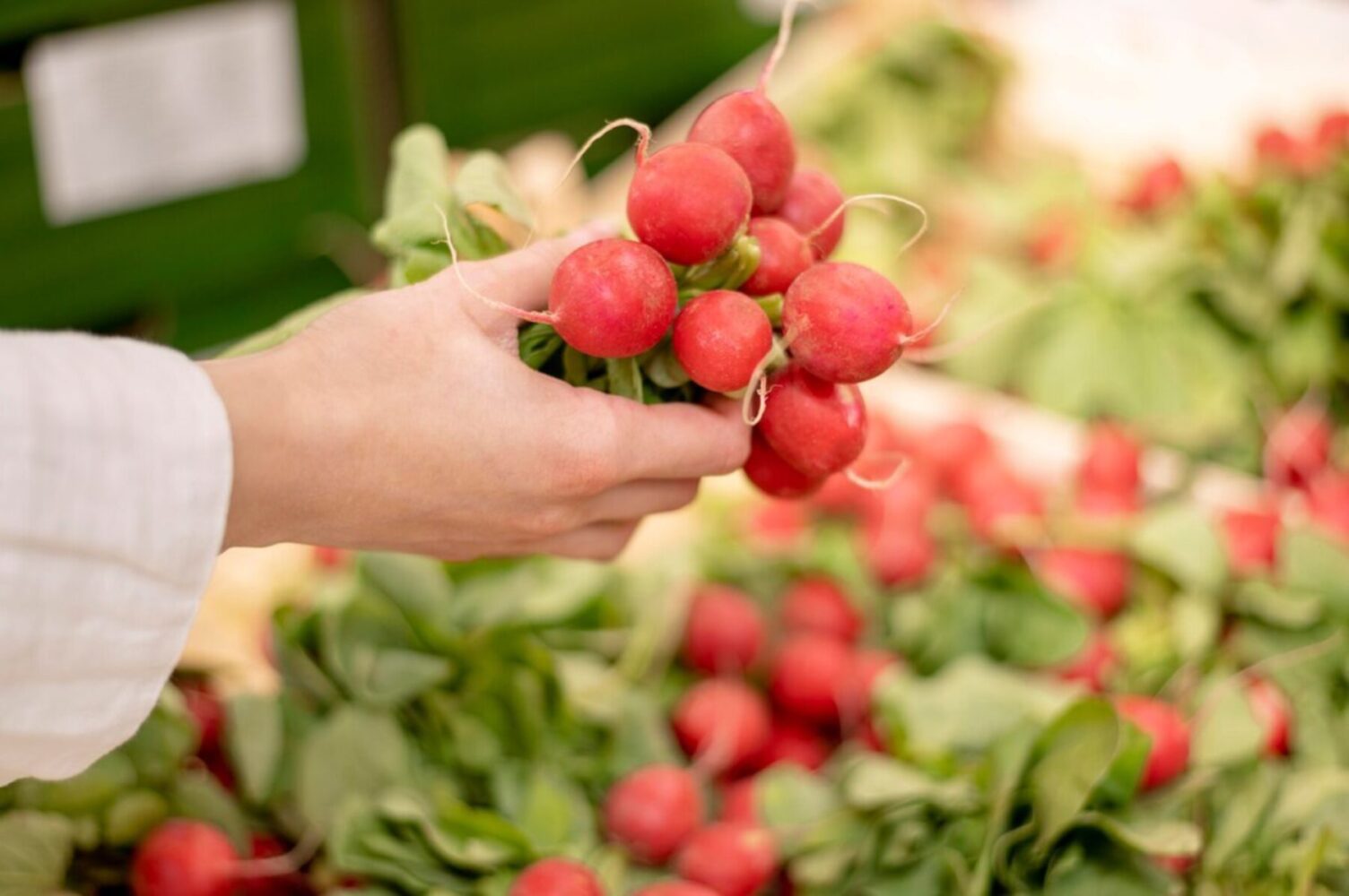 Агрономи розсекретили найсолодші сорти редиски, які дають врожай за 20 днів Агрономи розсекретили найсолодші сорти редиски, які дають врожай за 20 днів