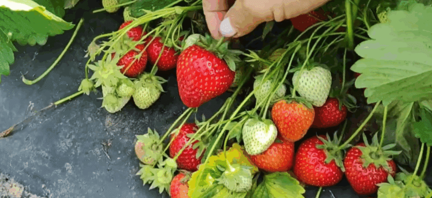 Безсніжна і суха зима загрожує полуниці вимерзанням: вкривати чи не вкривати? А може просто полити? Безсніжна і суха зима загрожує полуниці вимерзанням: вкривати чи не вкривати? А може просто полити?