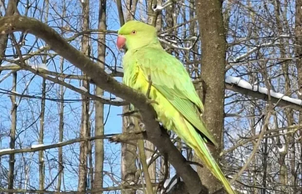 Попри 20-градусний мороз: У парку Чернівців зимують екзотичні папуги (фото, відео) Попри 20-градусний мороз: У парку Чернівців зимують екзотичні папуги (фото, відео)